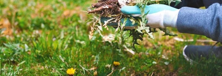 Person entfernt Löwenzahn aus dem Rasen